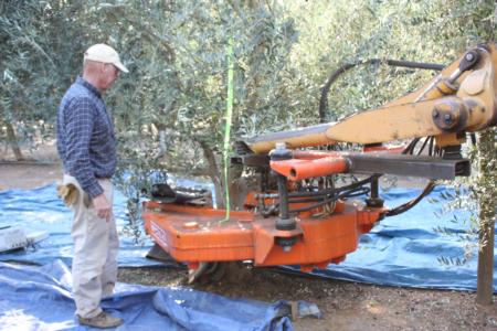 Neilsen harvester using a trunk-shaking Noli head in olive orchard: John Ferguson observes placement of Noli head